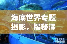 海底世界专题摄影，揭秘深海的神秘魅力