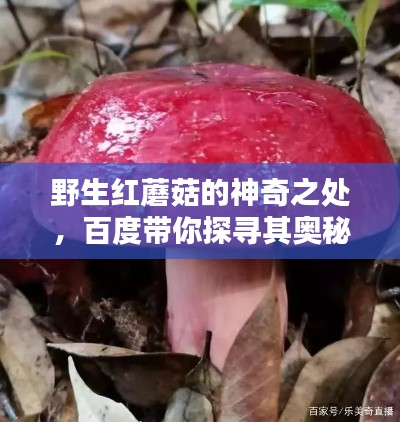 野生红蘑菇的神奇之处，百度带你探寻其奥秘！