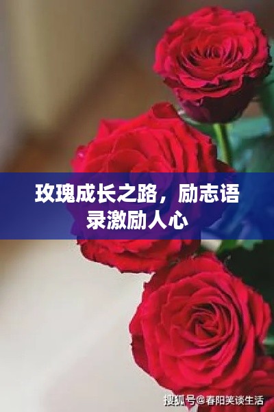 玫瑰成长之路，励志语录激励人心