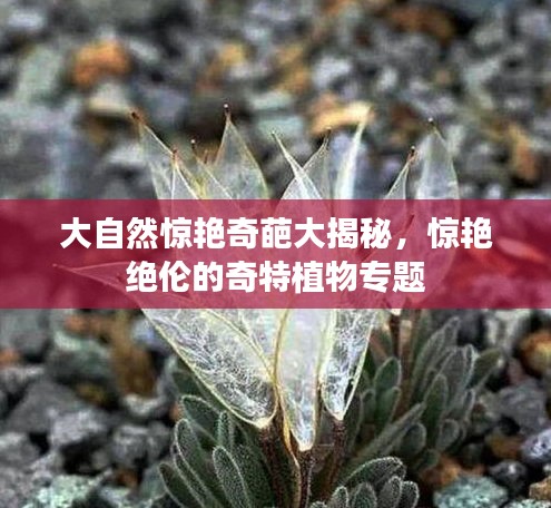 大自然惊艳奇葩大揭秘，惊艳绝伦的奇特植物专题