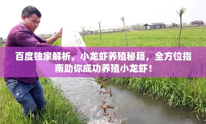 百度独家解析，小龙虾养殖秘籍，全方位指南助你成功养殖小龙虾！