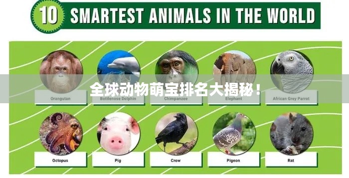 全球动物萌宝排名大揭秘！
