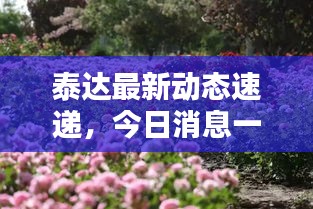 泰达最新动态速递，今日消息一网打尽！