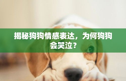 揭秘狗狗情感表达，为何狗狗会哭泣？
