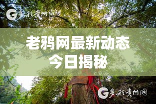 老鸦网最新动态今日揭秘