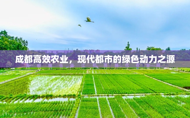 成都高效农业，现代都市的绿色动力之源