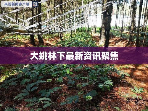 大姚林下最新资讯聚焦