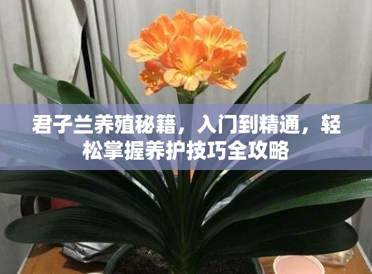 君子兰养殖秘籍，入门到精通，轻松掌握养护技巧全攻略