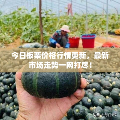 今日板栗价格行情更新，最新市场走势一网打尽！