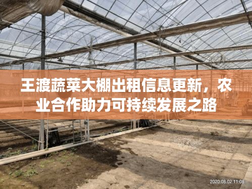 王渡蔬菜大棚出租信息更新，农业合作助力可持续发展之路