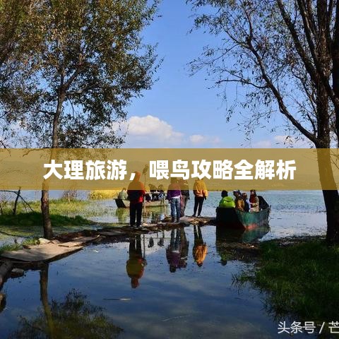 大理旅游，喂鸟攻略全解析