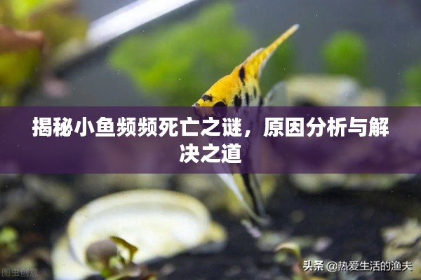 揭秘小鱼频频死亡之谜，原因分析与解决之道