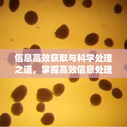 信息高效获取与科学处理之道，掌握高效信息处理的秘诀！