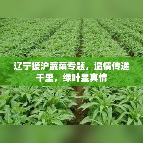 辽宁援沪蔬菜专题，温情传递千里，绿叶显真情
