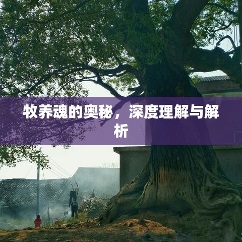 牧养魂的奥秘，深度理解与解析