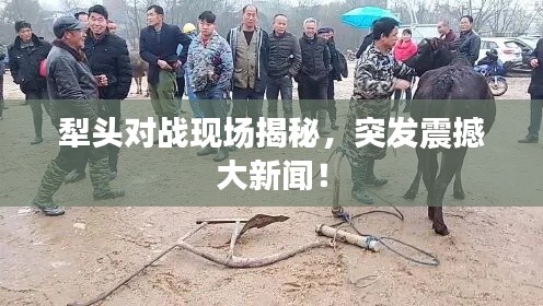 犁头对战现场揭秘，突发震撼大新闻！