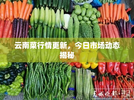 云南菜行情更新，今日市场动态揭秘