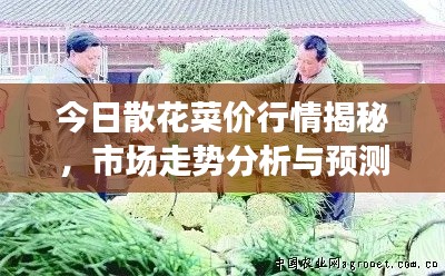 今日散花菜价行情揭秘，市场走势分析与预测