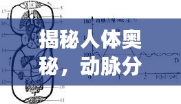 揭秘人体奥秘，动脉分支构建循环系统