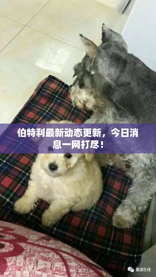 伯特利最新动态更新，今日消息一网打尽！